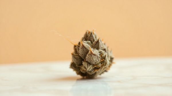 Comprendre le moonrock ice : secrets des fleurs CBD dévoilés